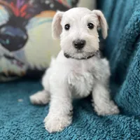 Platinum/Cream girl, a female Miniature Schnauzer for sale in Clermont, FL – 1 of 3