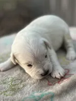 Platinum/Cream girl, a female Miniature Schnauzer for sale in Clermont, FL – 3 of 3