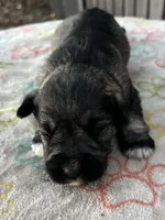 S/P girl, a female Miniature Schnauzer for sale in Clermont, FL – 2 of 2