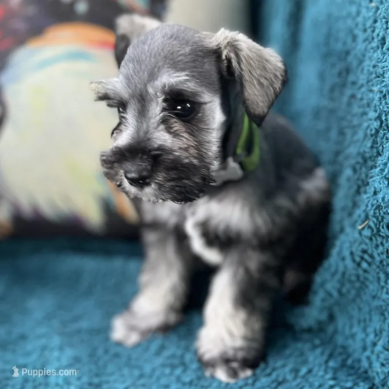 S/P girl – Miniature Schnauzer puppy for sale in Clermont, FL