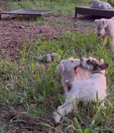 Peter - Light Red Wheaton, a male Miniature Schnauzer for sale in Clermont, FL – 5 of 5
