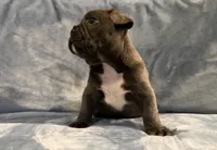 Tuxe, a male French Bulldog for sale in Wesley Chapel, FL – 4 of 4
