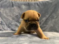 Ranger, a male French Bulldog for sale in Wesley Chapel, FL – 3 of 5