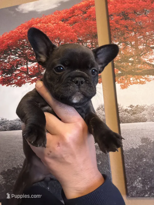 Brindle  – French Bulldog puppy for sale in Tampa, FL