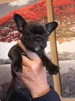 Brindle , a female French Bulldog for sale in Tampa, FL – 1 of 5