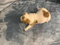 Patches, a male French Bulldog for sale in Wesley Chapel, FL – 9 of 10