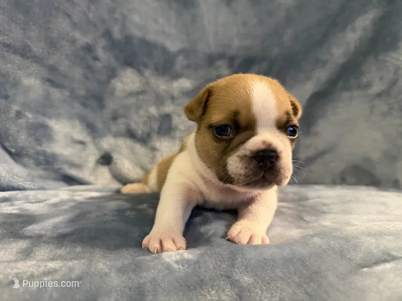 Blanket – French Bulldog puppy for sale in Wesley Chapel, FL