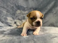 Blanket, a male French Bulldog for sale in Wesley Chapel, FL – 1 of 5