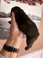 Brindle , a female French Bulldog for sale in Tampa, FL – 2 of 3