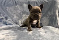 Gemma, a female French Bulldog for sale in Wesley Chapel, FL – 2 of 6