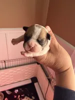 Rocky, a male French Bulldog for sale in Tampa, FL – 3 of 7