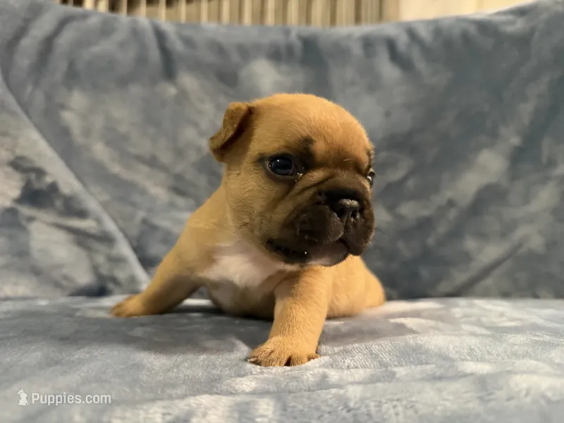 Ranger – French Bulldog puppy for sale in Wesley Chapel, FL