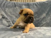 Ranger, a male French Bulldog for sale in Wesley Chapel, FL – 1 of 5