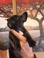 Brindle , a female French Bulldog for sale in Tampa, FL – 4 of 5