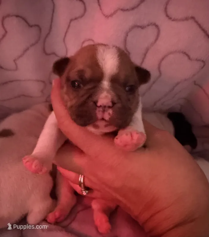 Cowboy – French Bulldog puppy for sale in Tampa, FL