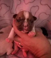 Cowboy, a male French Bulldog for sale in Tampa, FL – 1 of 4