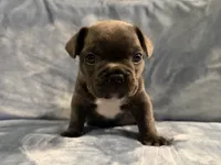 Tuxe, a male French Bulldog for sale in Wesley Chapel, FL – 3 of 4