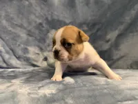 Blanket, a male French Bulldog for sale in Wesley Chapel, FL – 2 of 5