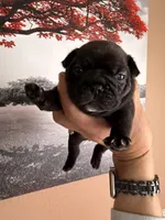 Brindle , a female French Bulldog for sale in Tampa, FL – 1 of 3