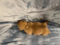 Ranger, a male French Bulldog for sale in Wesley Chapel, FL – 5 of 5
