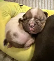 Cowboy, a male French Bulldog for sale in Tampa, FL – 3 of 4