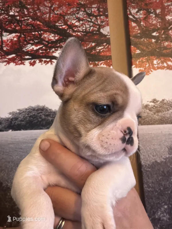 Sable  – French Bulldog puppy for sale in Tampa, FL