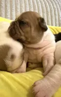 Cowboy, a male French Bulldog for sale in Tampa, FL – 2 of 4