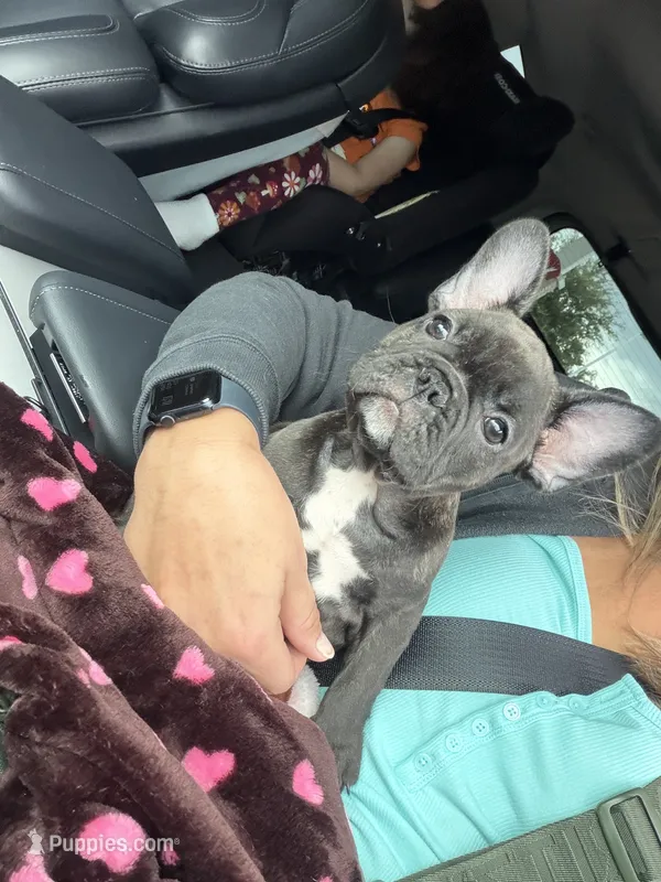 Brindle  – French Bulldog puppy for sale in Tampa, FL