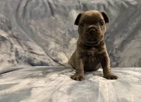 Onyx, a male French Bulldog for sale in Wesley Chapel, FL – 3 of 4