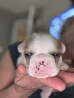 Patches, a male French Bulldog for sale in Wesley Chapel, FL – 5 of 10