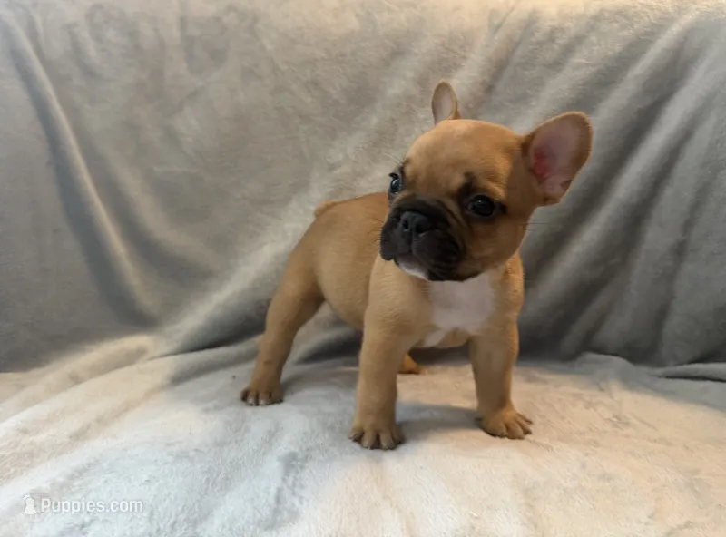 Ranger – French Bulldog puppy for sale in Wesley Chapel, FL