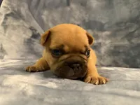 Ranger, a male French Bulldog for sale in Wesley Chapel, FL – 4 of 5