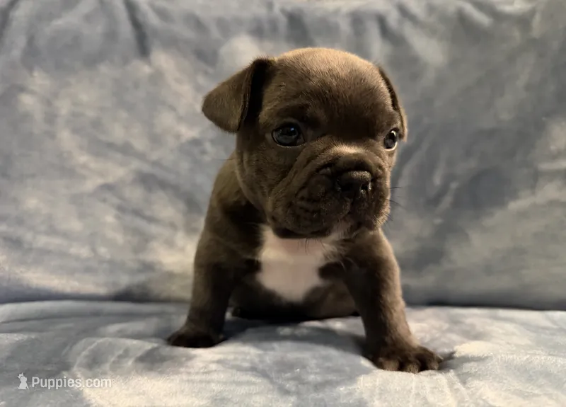 Tuxe – French Bulldog puppy for sale in Wesley Chapel, FL