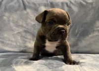 Tuxe, a male French Bulldog for sale in Wesley Chapel, FL – 1 of 4