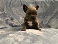 Gemma, a female French Bulldog for sale in Wesley Chapel, FL – 5 of 6