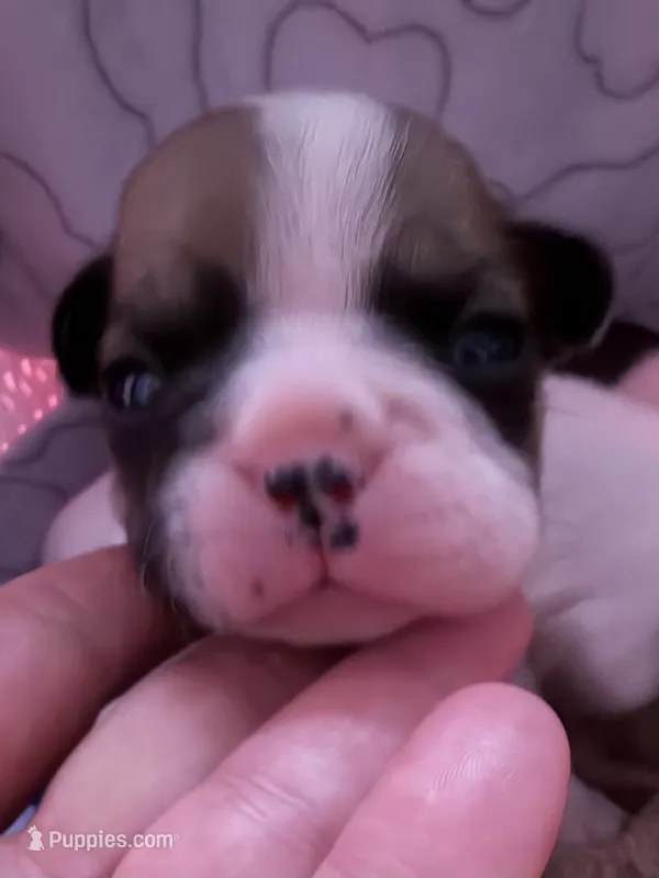 Rocky – French Bulldog puppy for sale in Tampa, FL