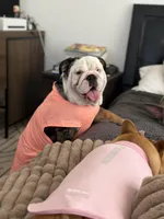 River, a female English Bulldog for sale in Tampa, FL – Photo 2 of 3