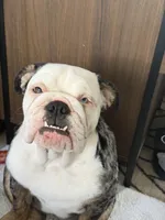 River, a female English Bulldog for sale in Tampa, FL – Photo 3 of 3