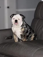 River, a female English Bulldog for sale in Tampa, FL – Photo 1 of 3