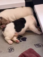 Scooter, a male French Bulldog for sale in Tampa, FL – 3 of 3