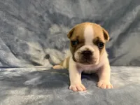 Blanket, a male French Bulldog for sale in Wesley Chapel, FL – 5 of 5