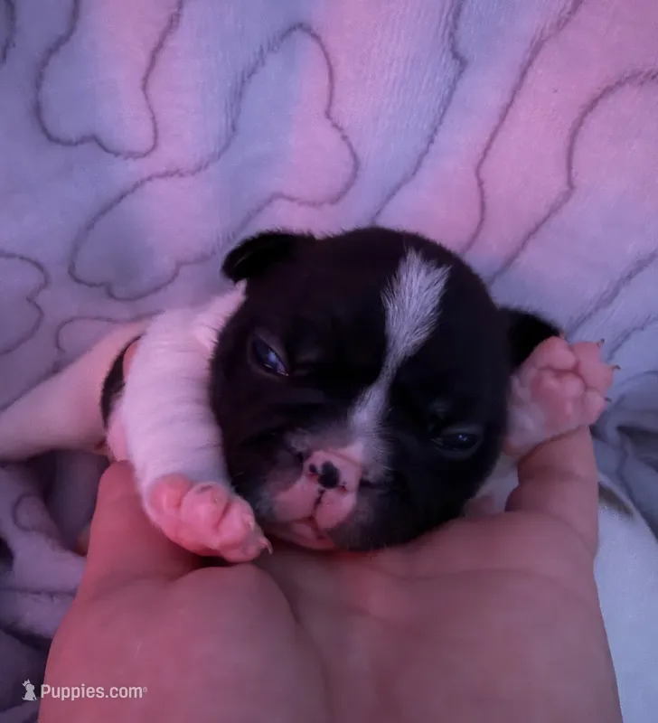 Scooter – French Bulldog puppy on hold in Tampa, FL