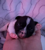 Scooter, a male French Bulldog for sale in Tampa, FL – 1 of 3