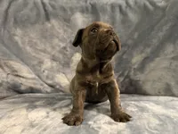 Onyx, a male French Bulldog for sale in Wesley Chapel, FL – 4 of 4