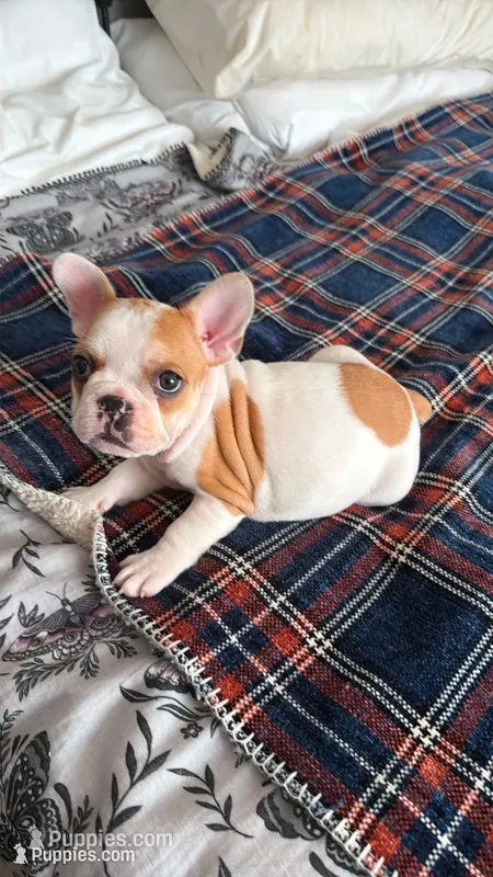 Patches – French Bulldog puppy for sale in Wesley Chapel, FL