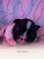 Scooter, a male French Bulldog for sale in Tampa, FL – 2 of 3