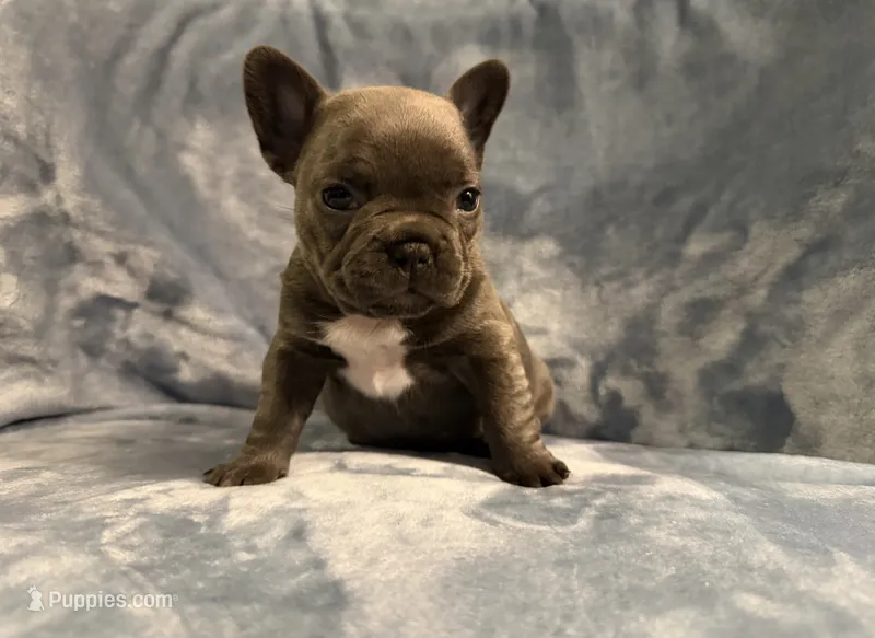 Gemma – French Bulldog puppy for sale in Wesley Chapel, FL