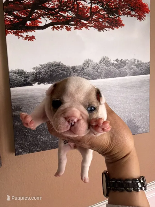 Diana – French Bulldog puppy for sale in Tampa, FL