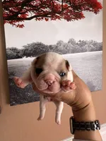 Diana, a female French Bulldog for sale in Tampa, FL – 1 of 3