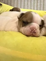 Sable , a female French Bulldog for sale in Tampa, FL – 2 of 4